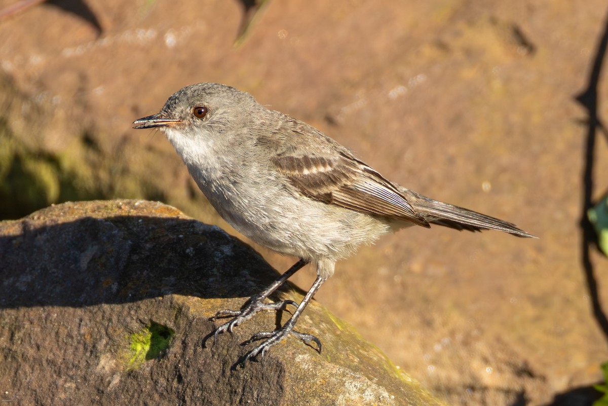 Sooty Tyrannulet - ML647023784