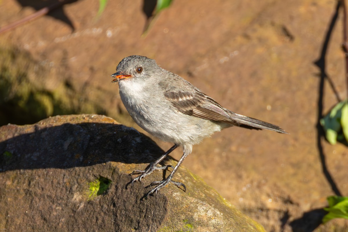 Sooty Tyrannulet - ML647023785
