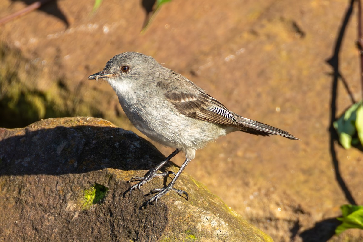 Sooty Tyrannulet - ML647023787