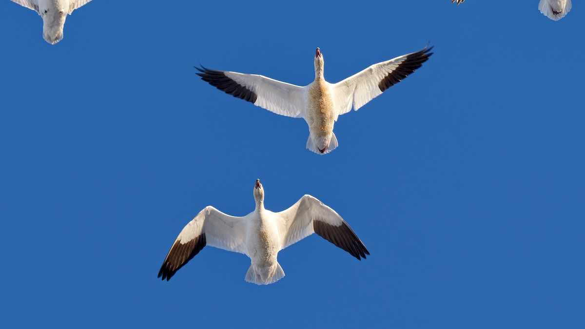 husa sněžní - ML647023788