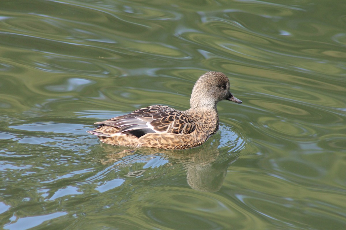 Falcated Duck - ML647023790