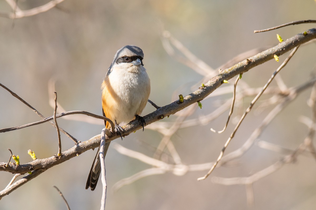 Uzun Kuyruklu Örümcekkuşu - ML647023791