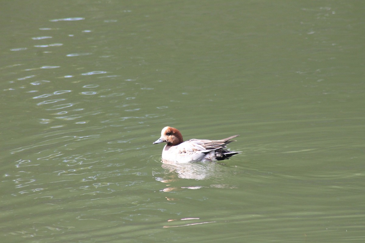 Eurasian Wigeon - ML647023792