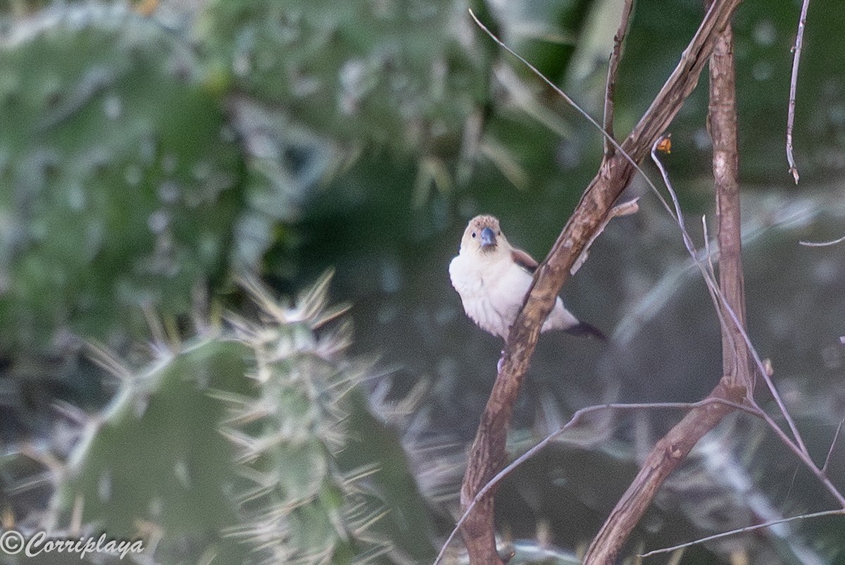 African Silverbill - ML647023793
