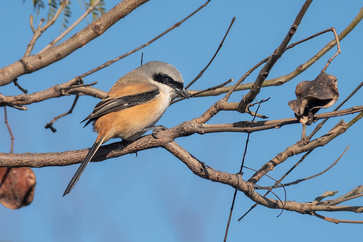 Uzun Kuyruklu Örümcekkuşu - ML647023796