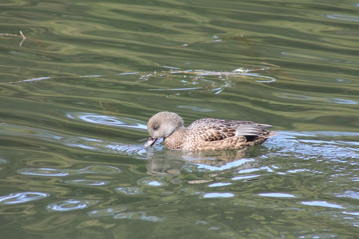 Falcated Duck - ML647023798