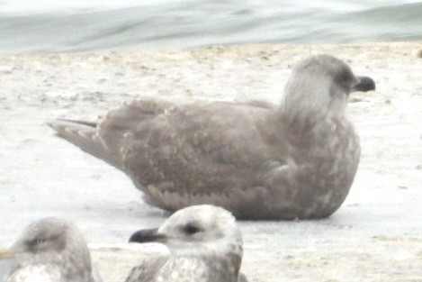 ワシカモメ - ML647023800