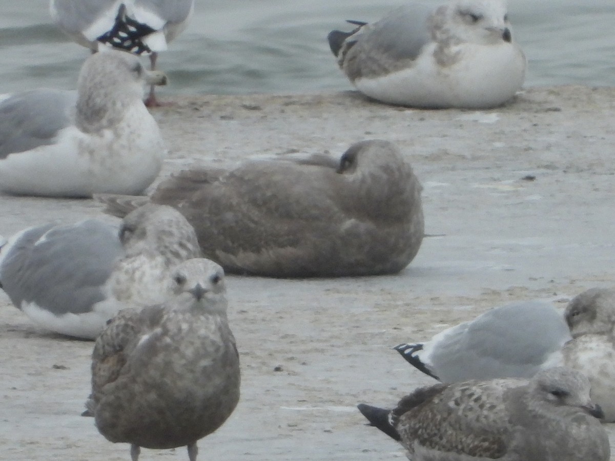 ワシカモメ - ML647023801