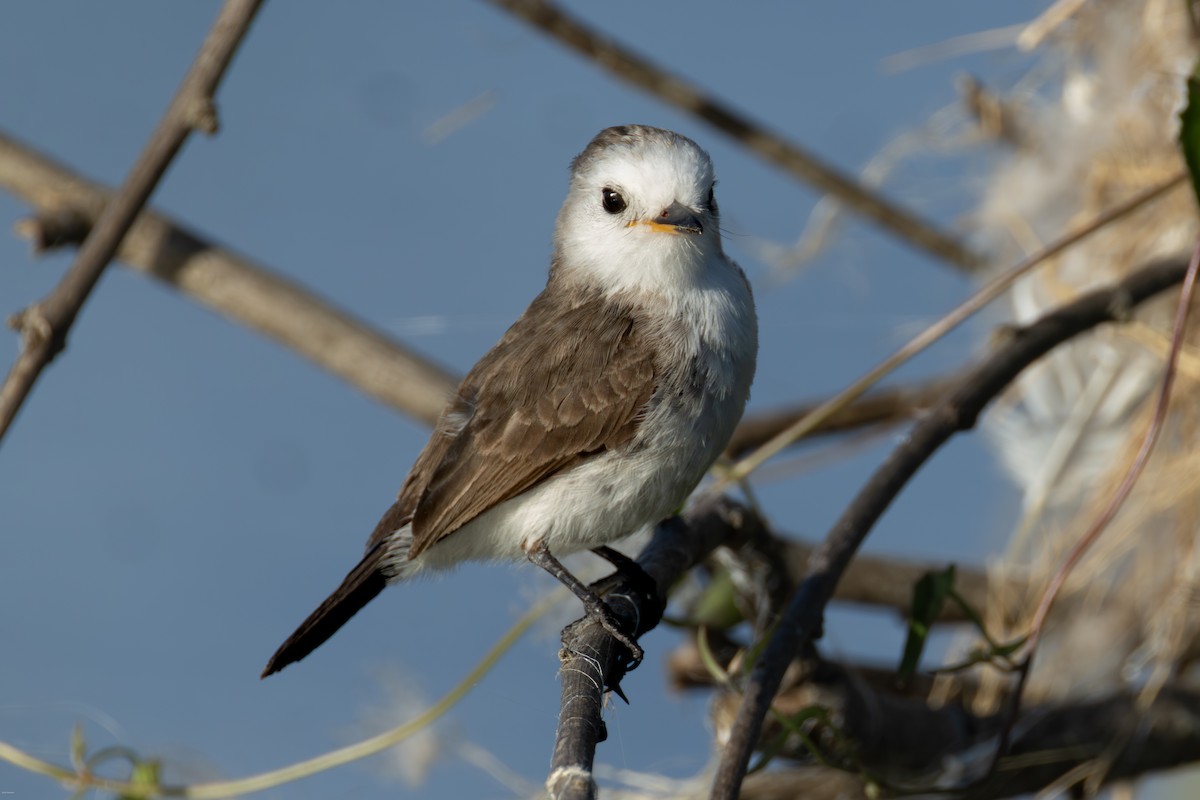 シロガシラタイランチョウ - ML647023802