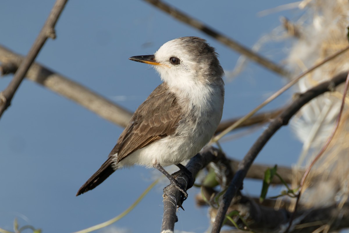 シロガシラタイランチョウ - ML647023803