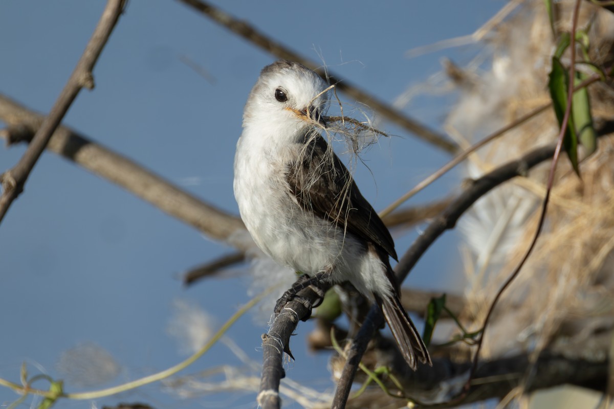 シロガシラタイランチョウ - ML647023804