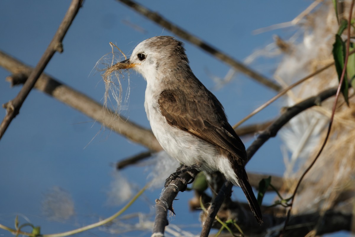 シロガシラタイランチョウ - ML647023805