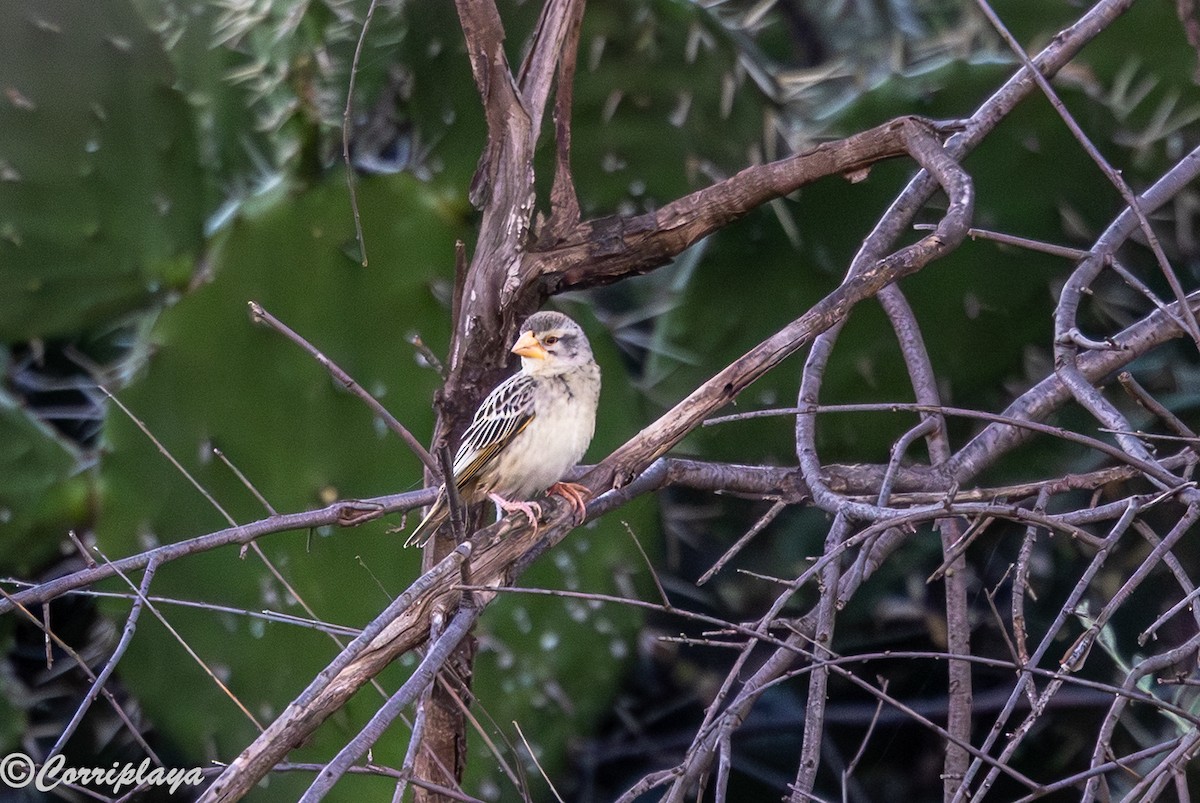 Kelea mokogorria - ML647023806