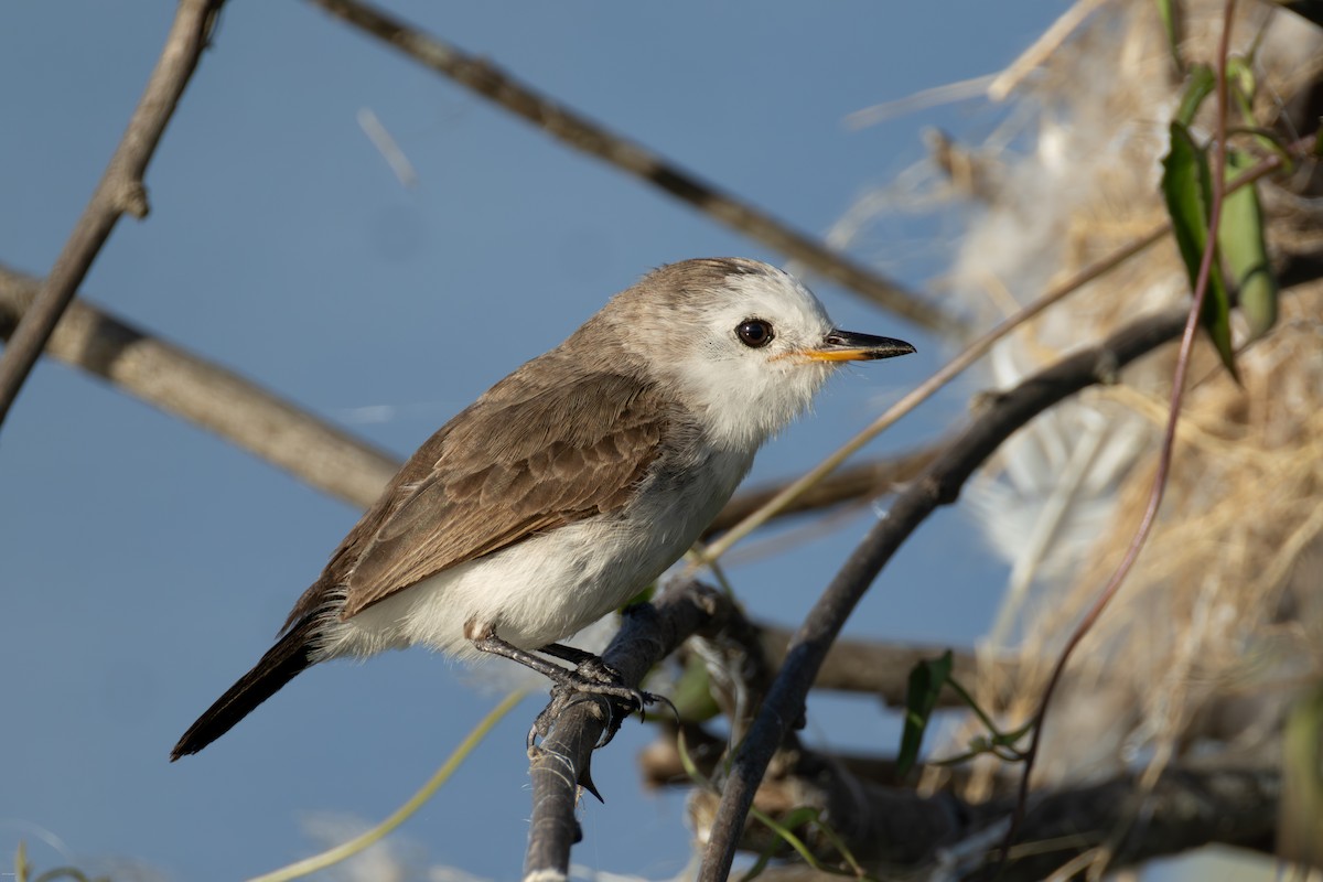 シロガシラタイランチョウ - ML647023807
