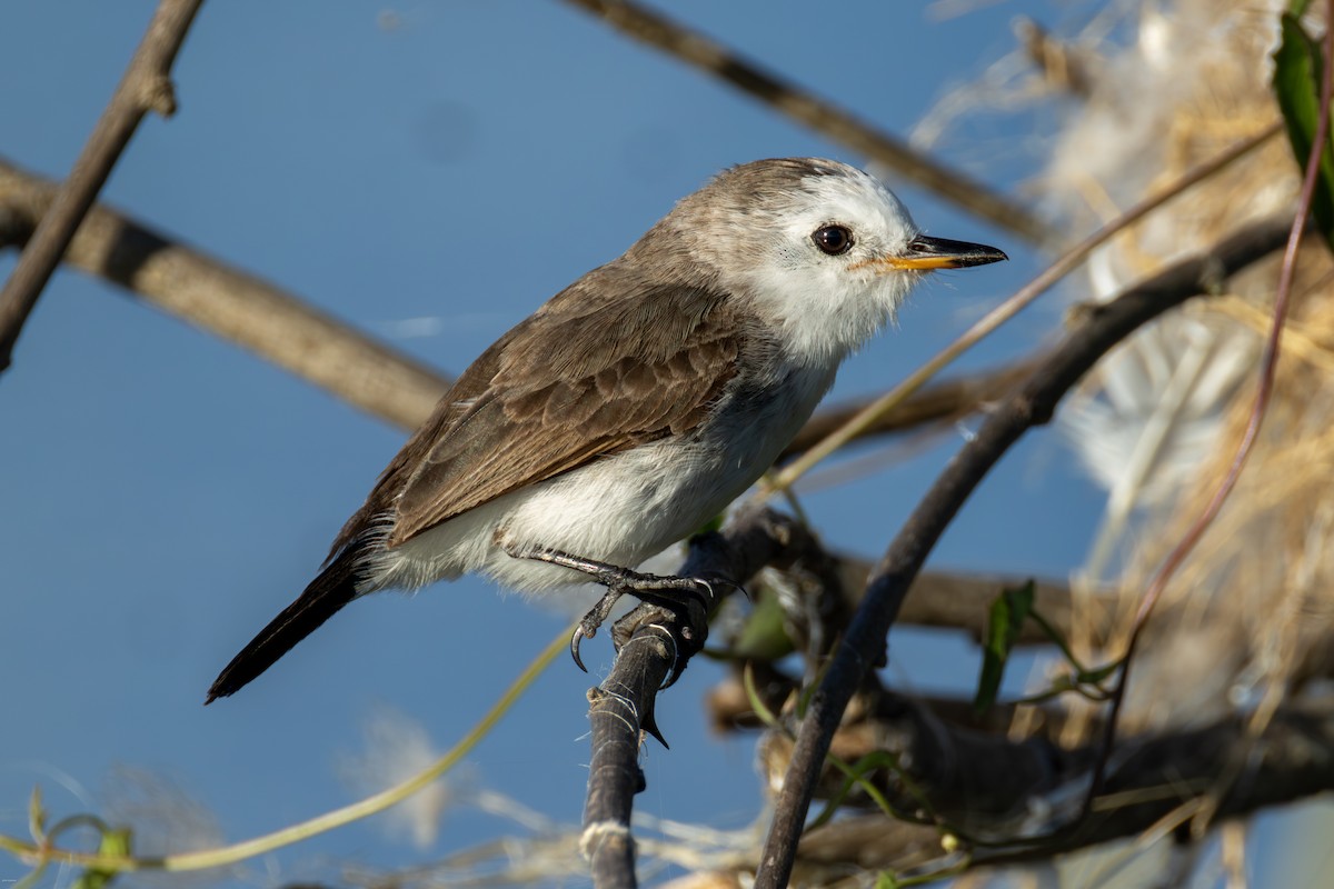 シロガシラタイランチョウ - ML647023814