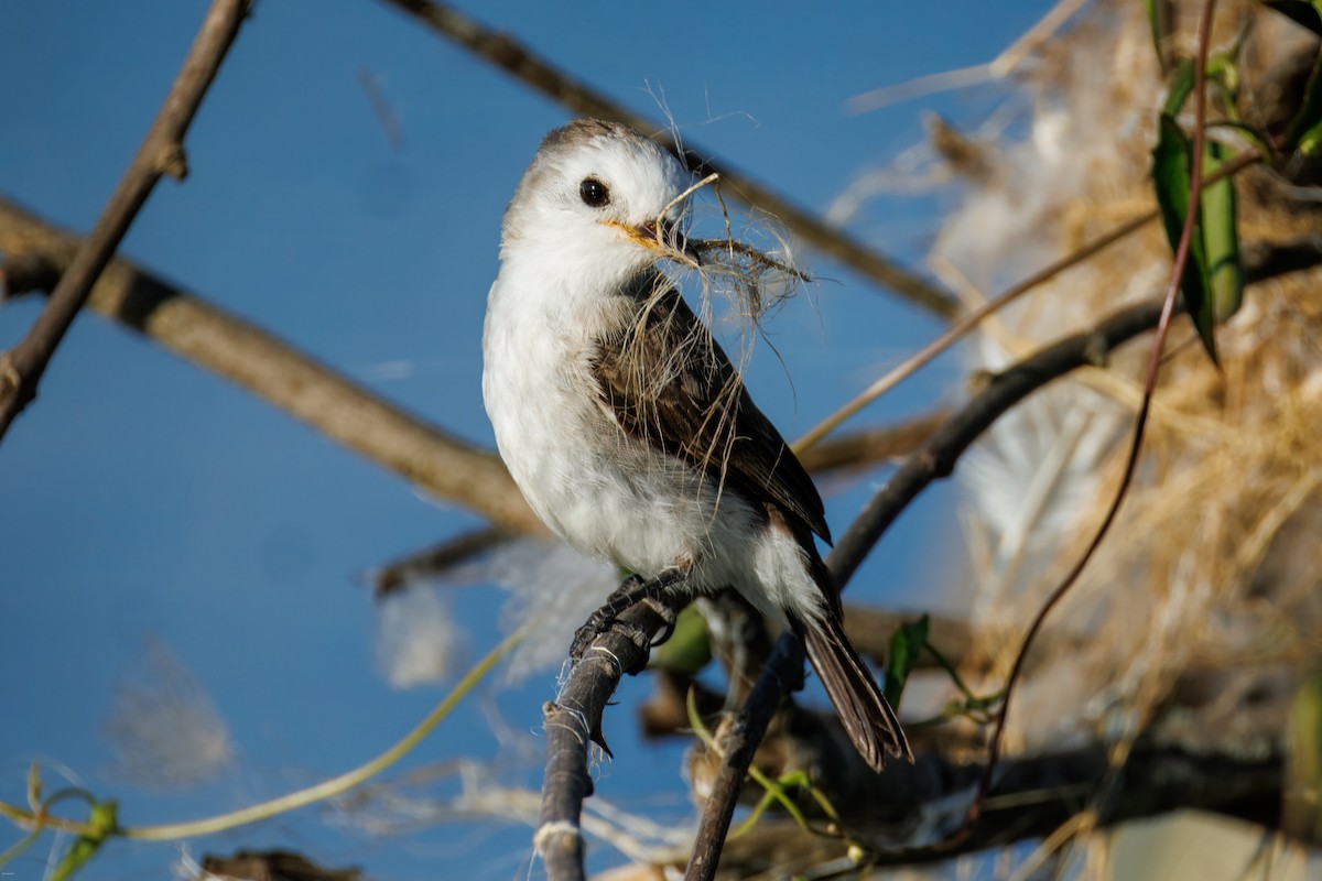 シロガシラタイランチョウ - ML647023816