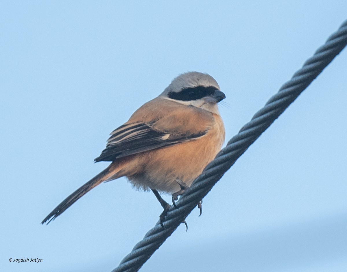 Uzun Kuyruklu Örümcekkuşu - ML647023819