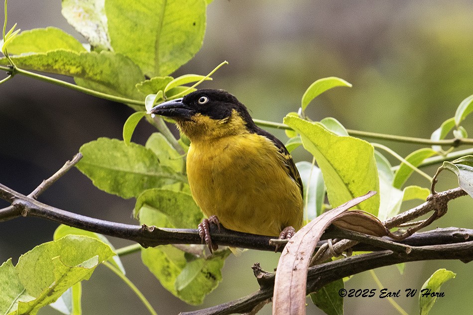 Tejedor Baglafecht - ML647023821