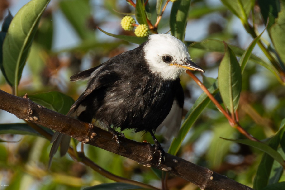 シロガシラタイランチョウ - ML647023824