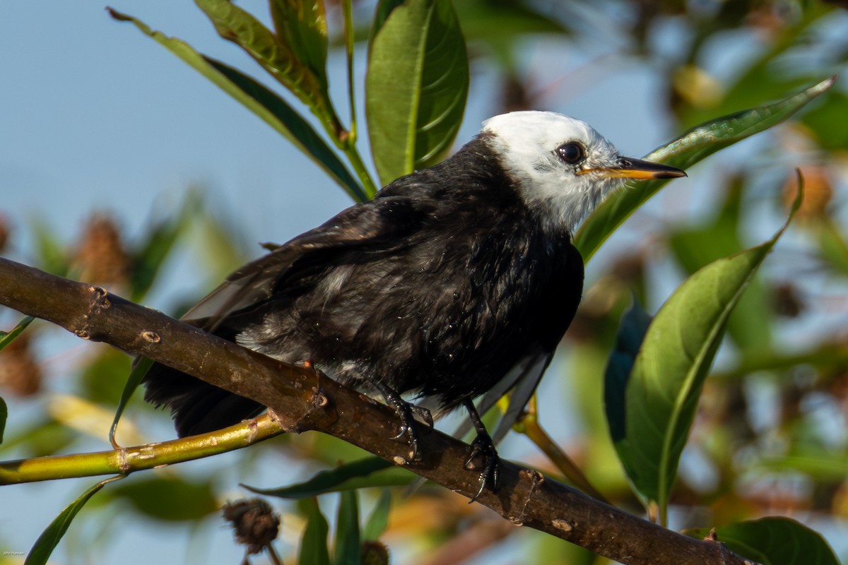 シロガシラタイランチョウ - ML647023825