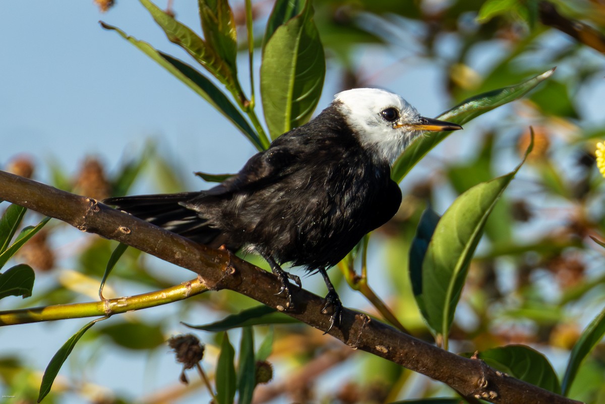 シロガシラタイランチョウ - ML647023826