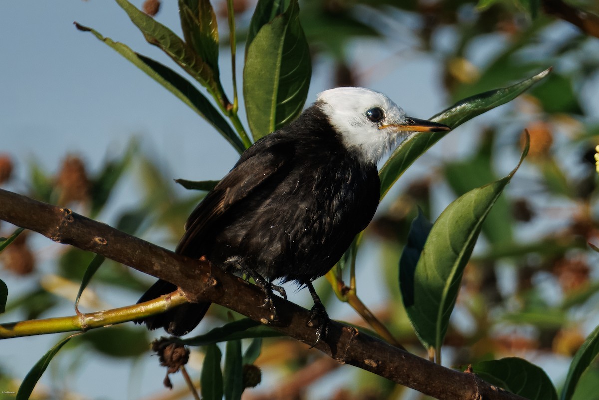 シロガシラタイランチョウ - ML647023827