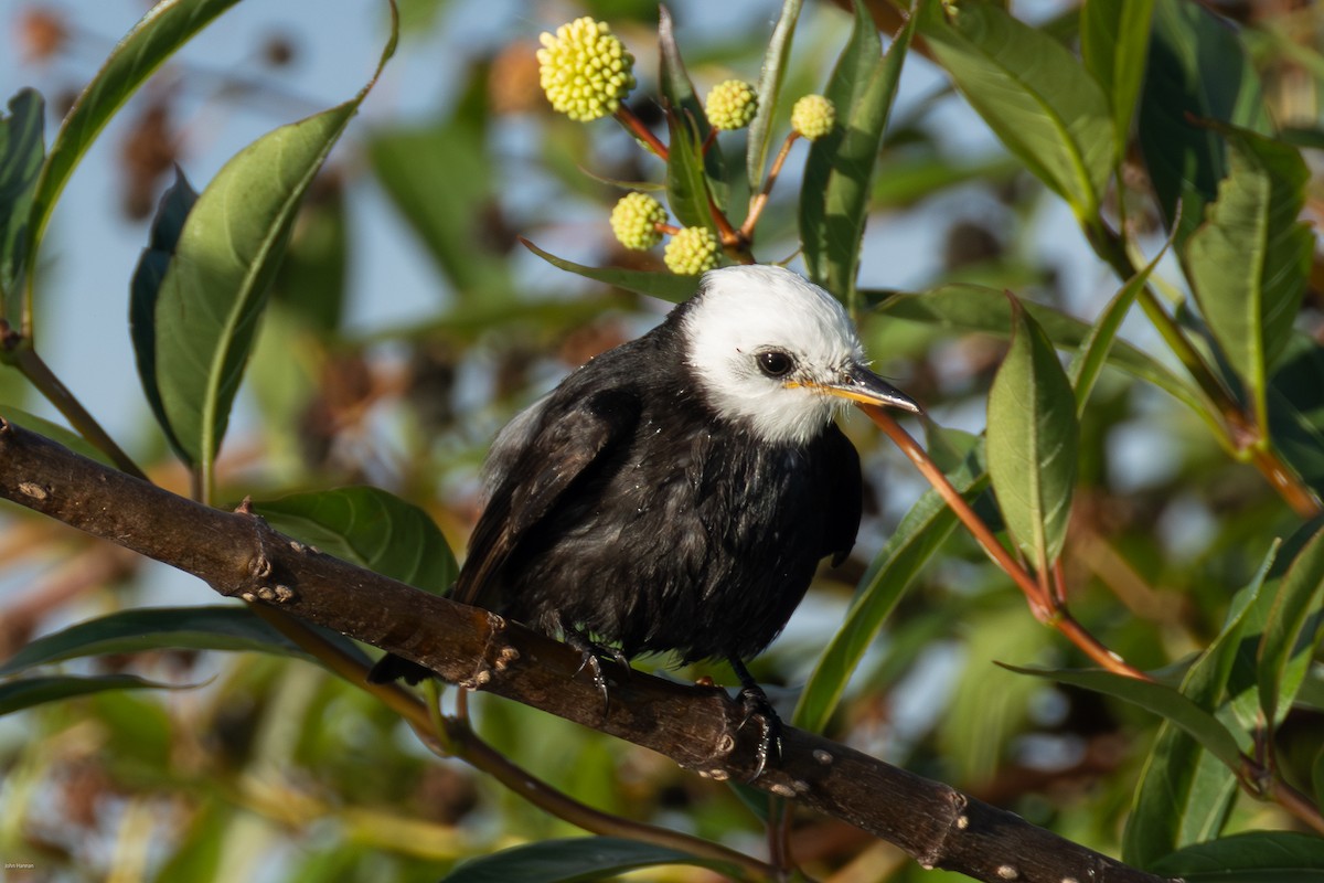 シロガシラタイランチョウ - ML647023828