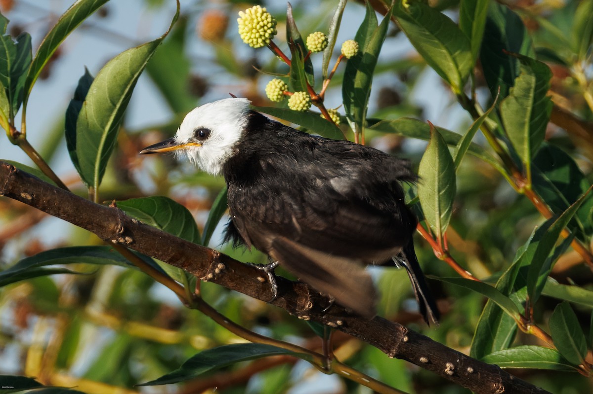 シロガシラタイランチョウ - ML647023829