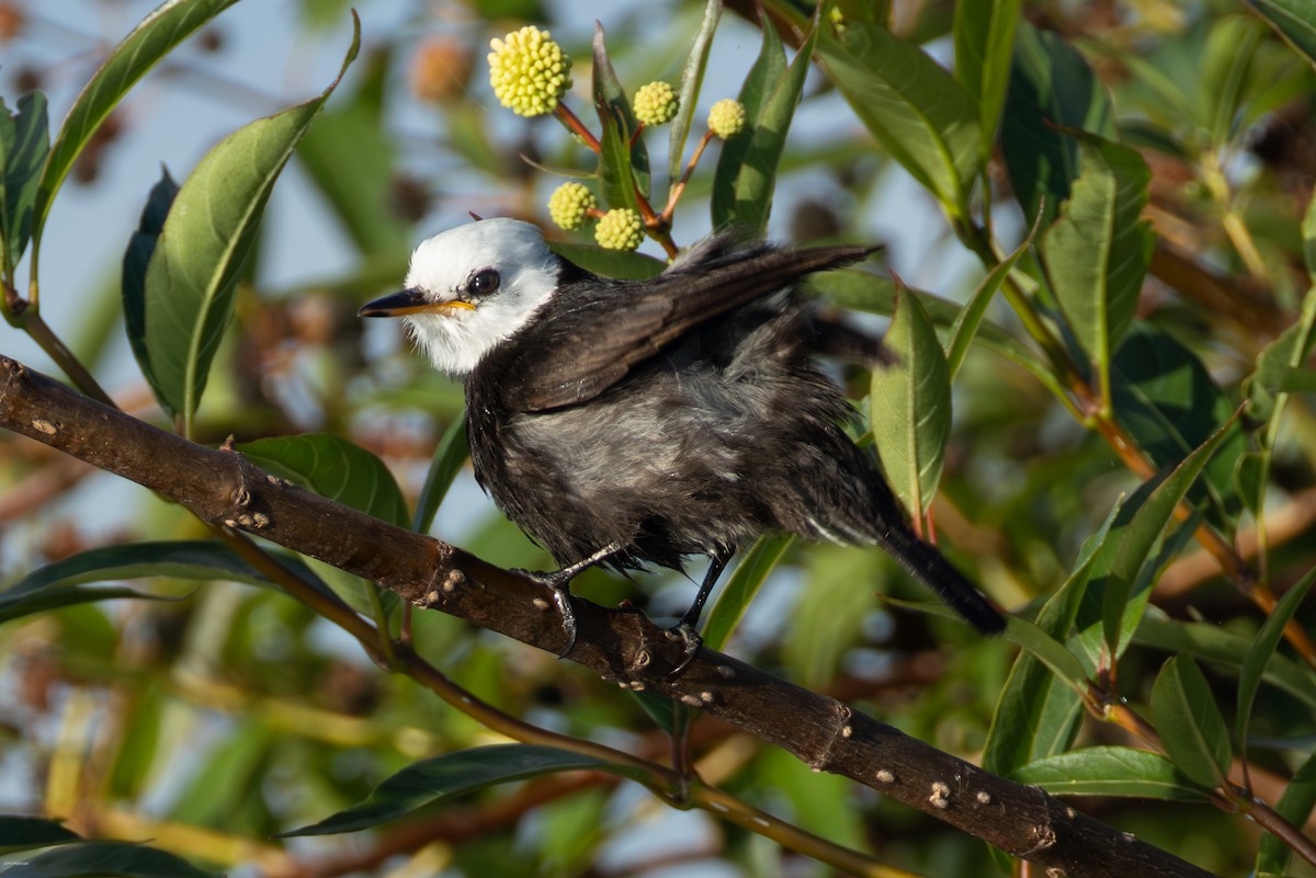 シロガシラタイランチョウ - ML647023830