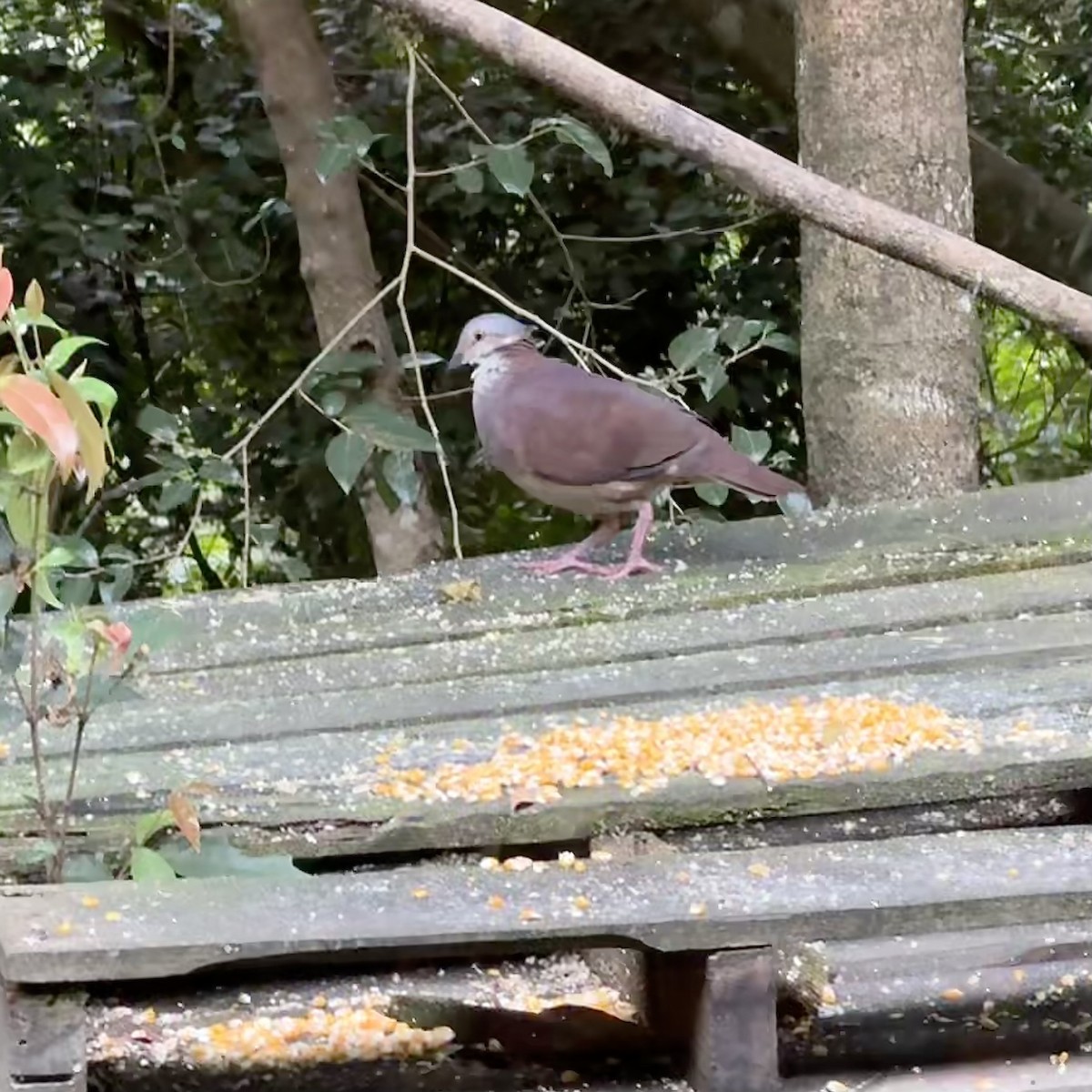 White-throated Quail-Dove - ML647023849
