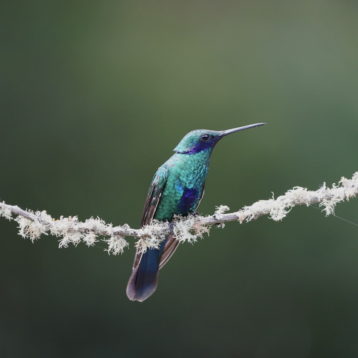 fiolørekolibri - ML647023852