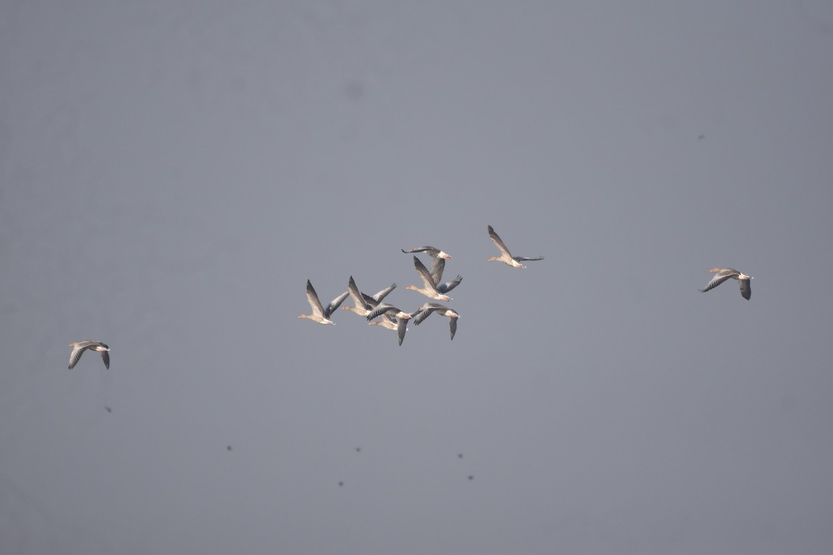 Graylag Goose - ML647023854