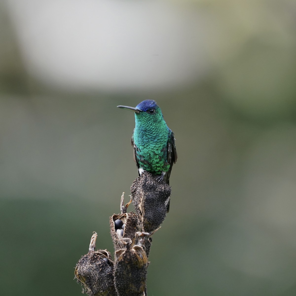 Amazilia Capiazul - ML647023856