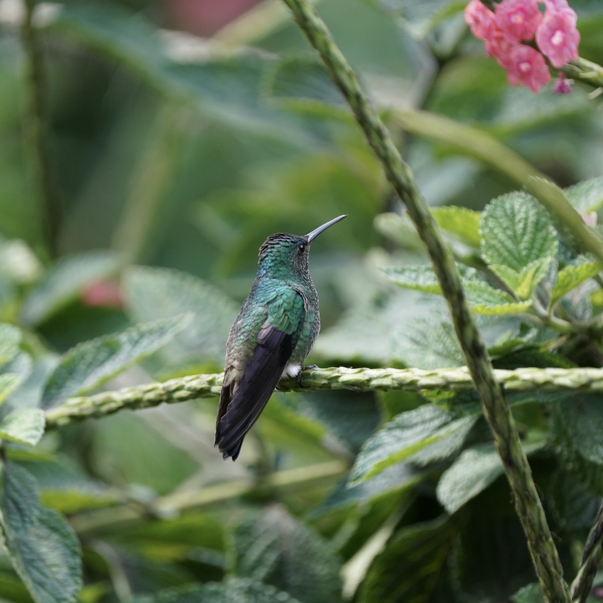 Amazilia Capiazul - ML647023857