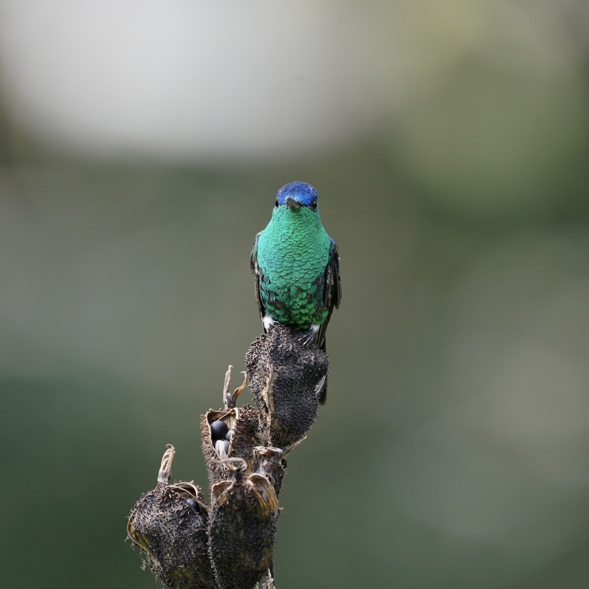 Amazilia Capiazul - ML647023858