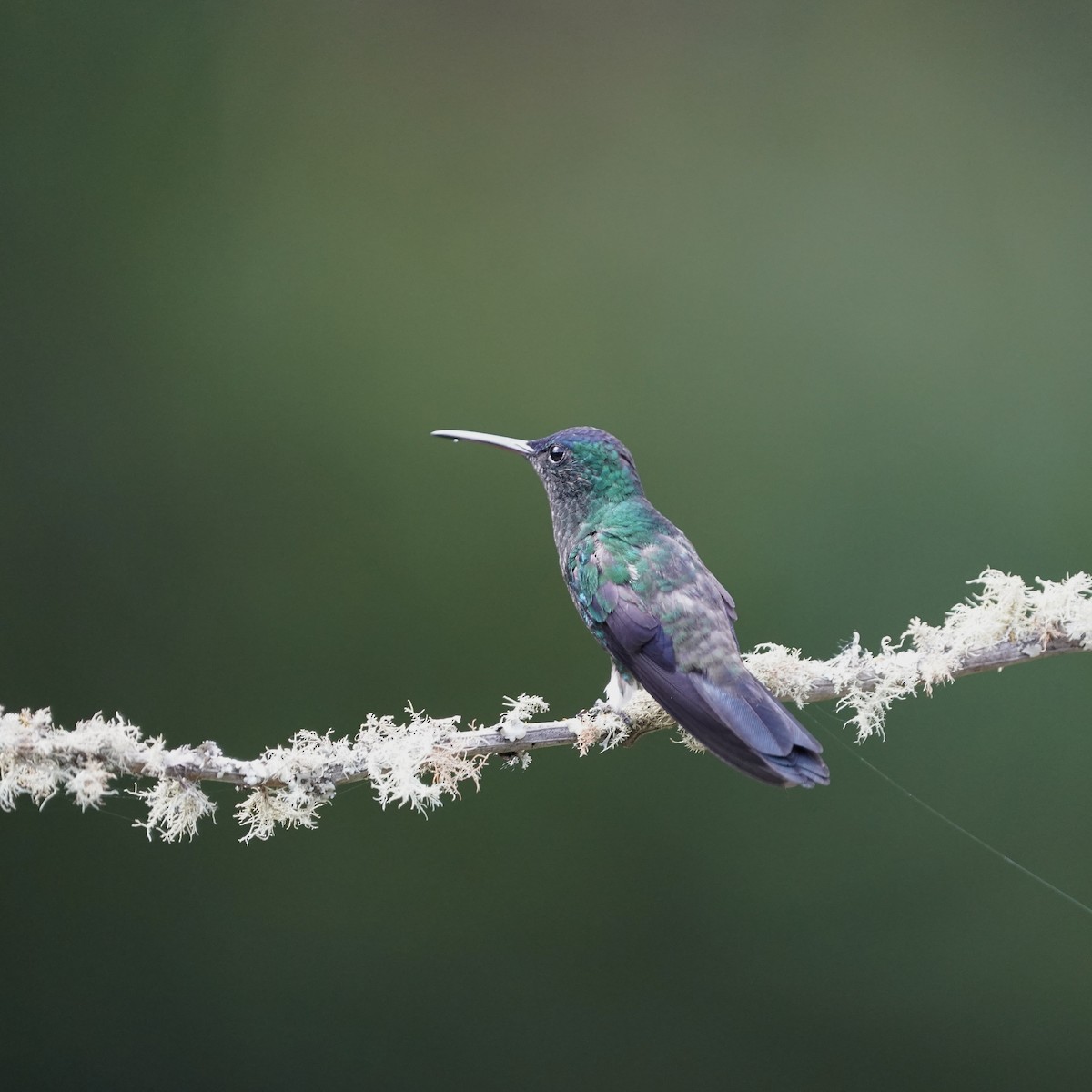 Amazilia Capiazul - ML647023859