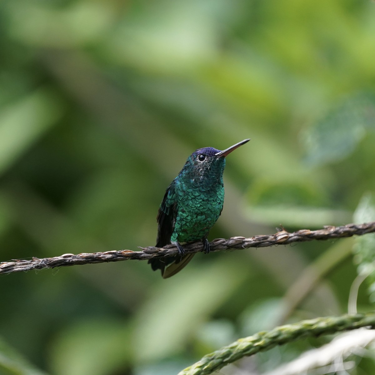 Amazilia Capiazul - ML647023860