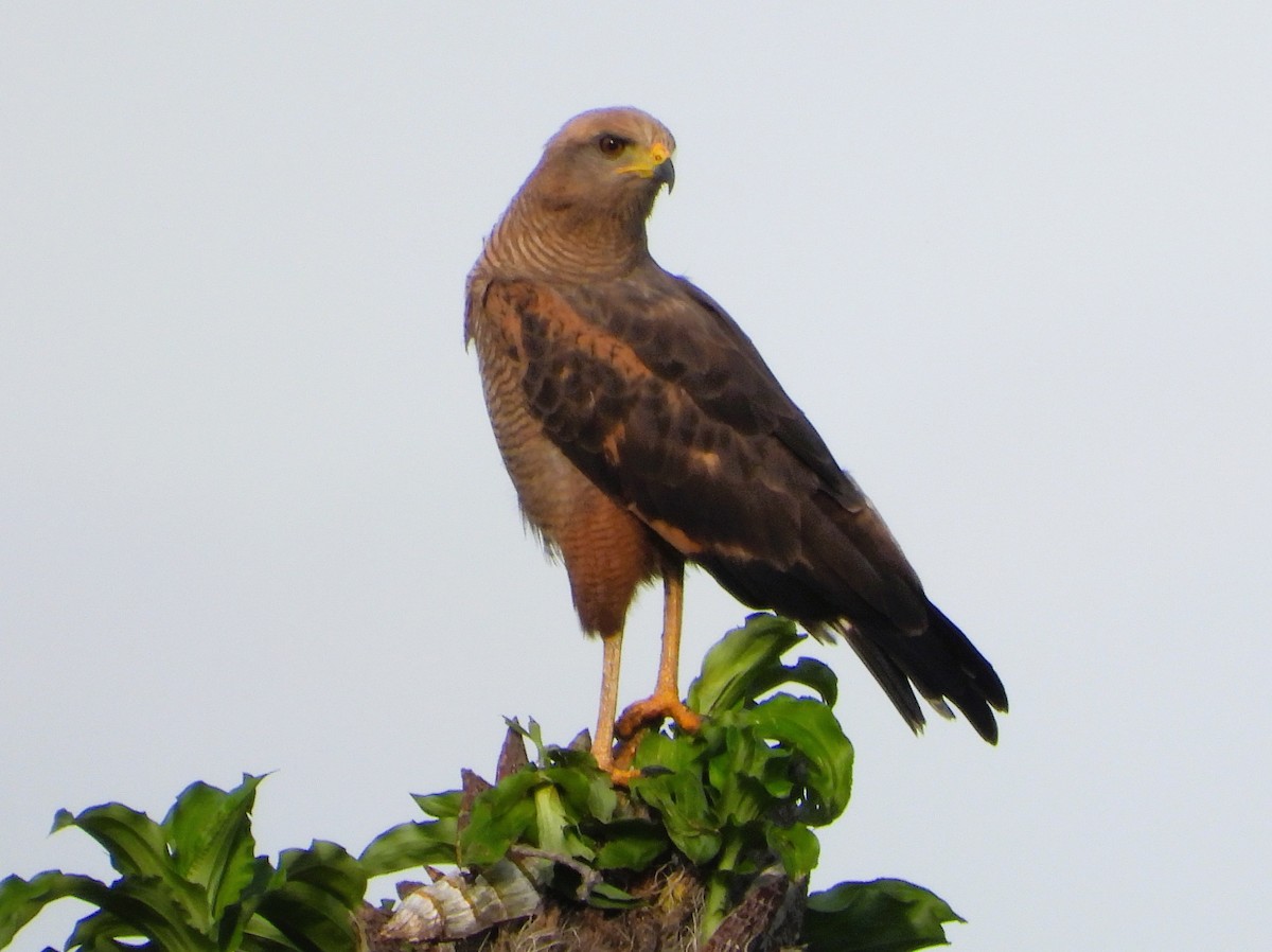 Savanna Hawk - ML647023863