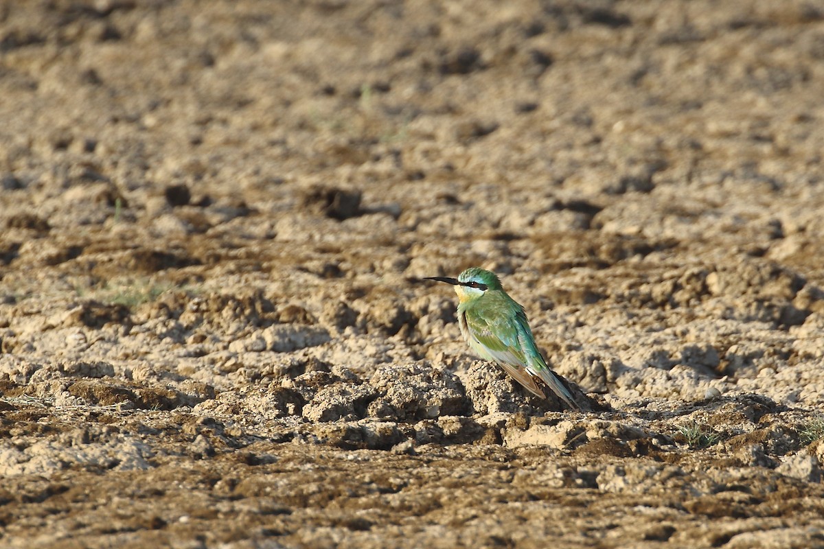 vlha modrolící - ML647023870