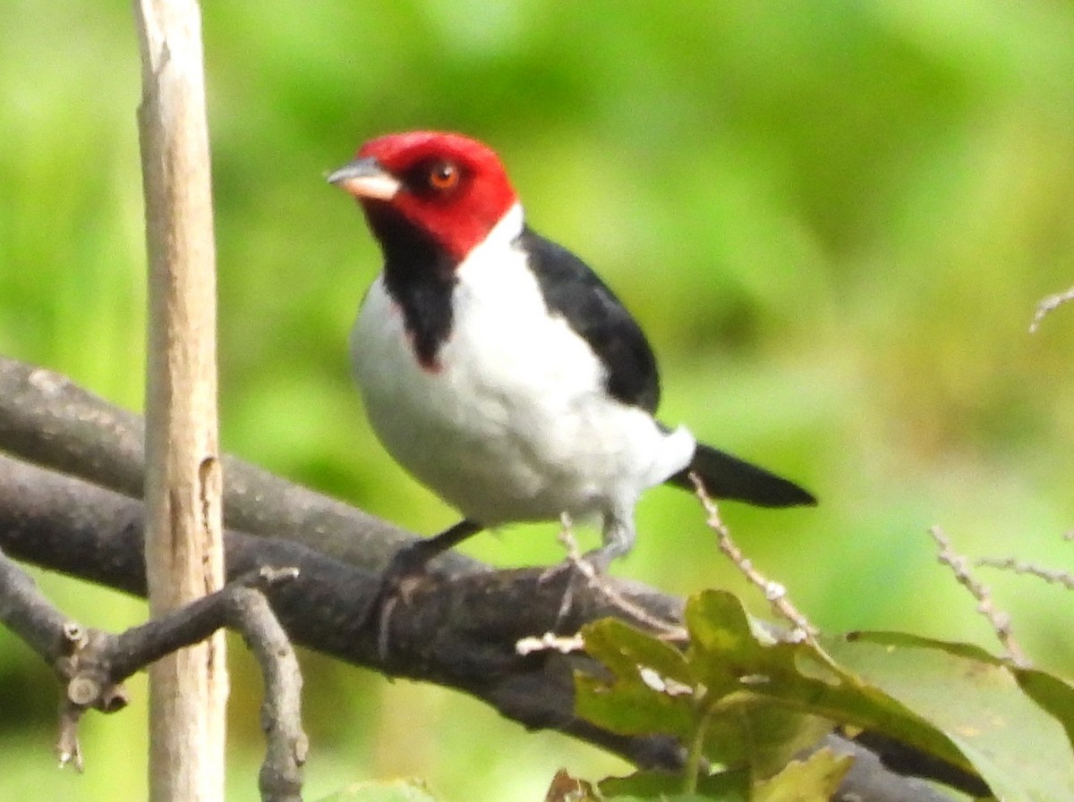 Red-capped Cardinal - ML647023871