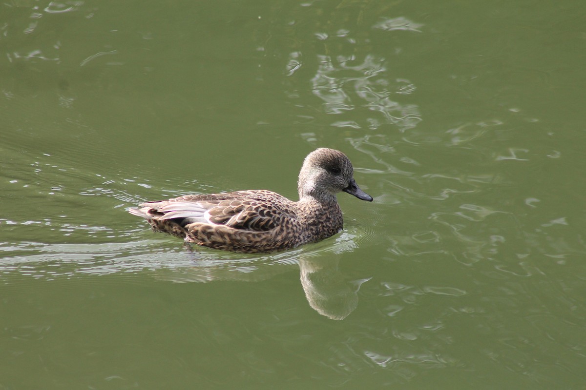Falcated Duck - ML647023880