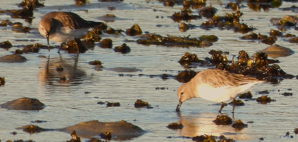 Dunlin - ML647023881