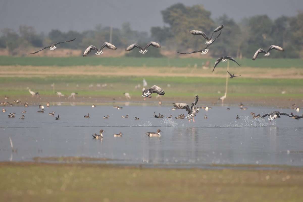 Graylag Goose - ML647023882