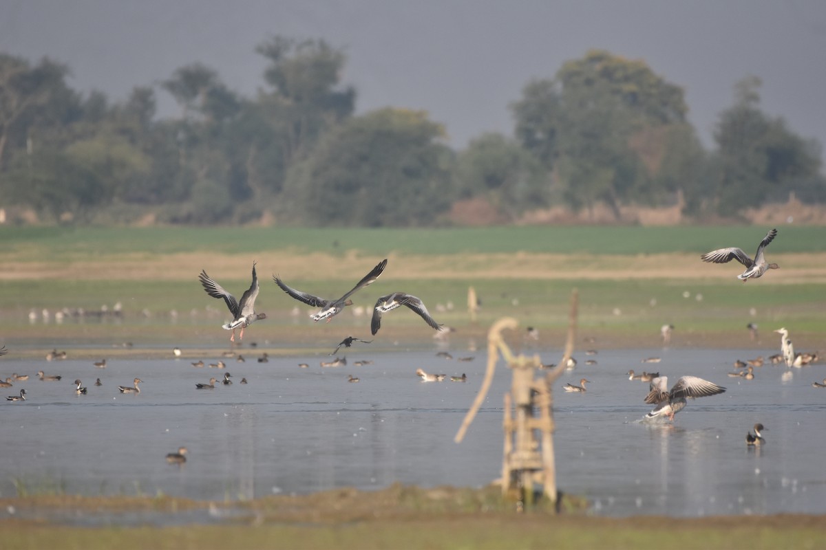 Graylag Goose - ML647023883