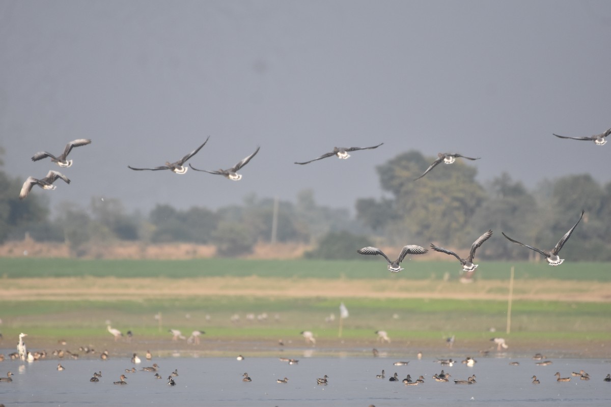 Graylag Goose - ML647023884