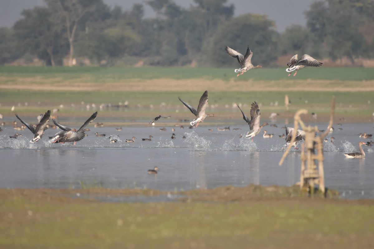 Graylag Goose - ML647023886