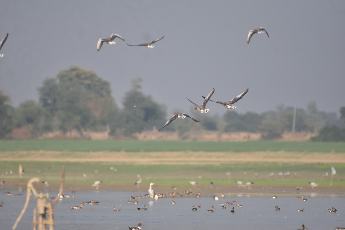 Graylag Goose - ML647023887