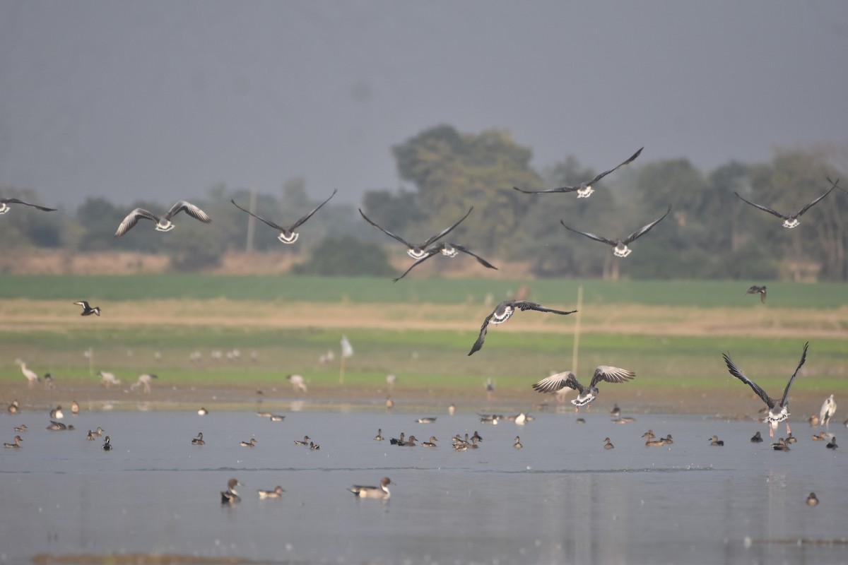 Graylag Goose - ML647023888