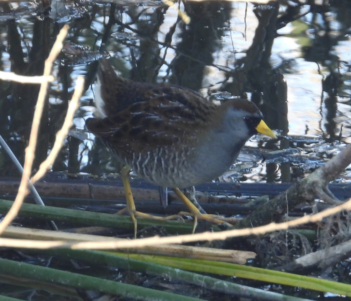 chřástal karolínský - ML647023891