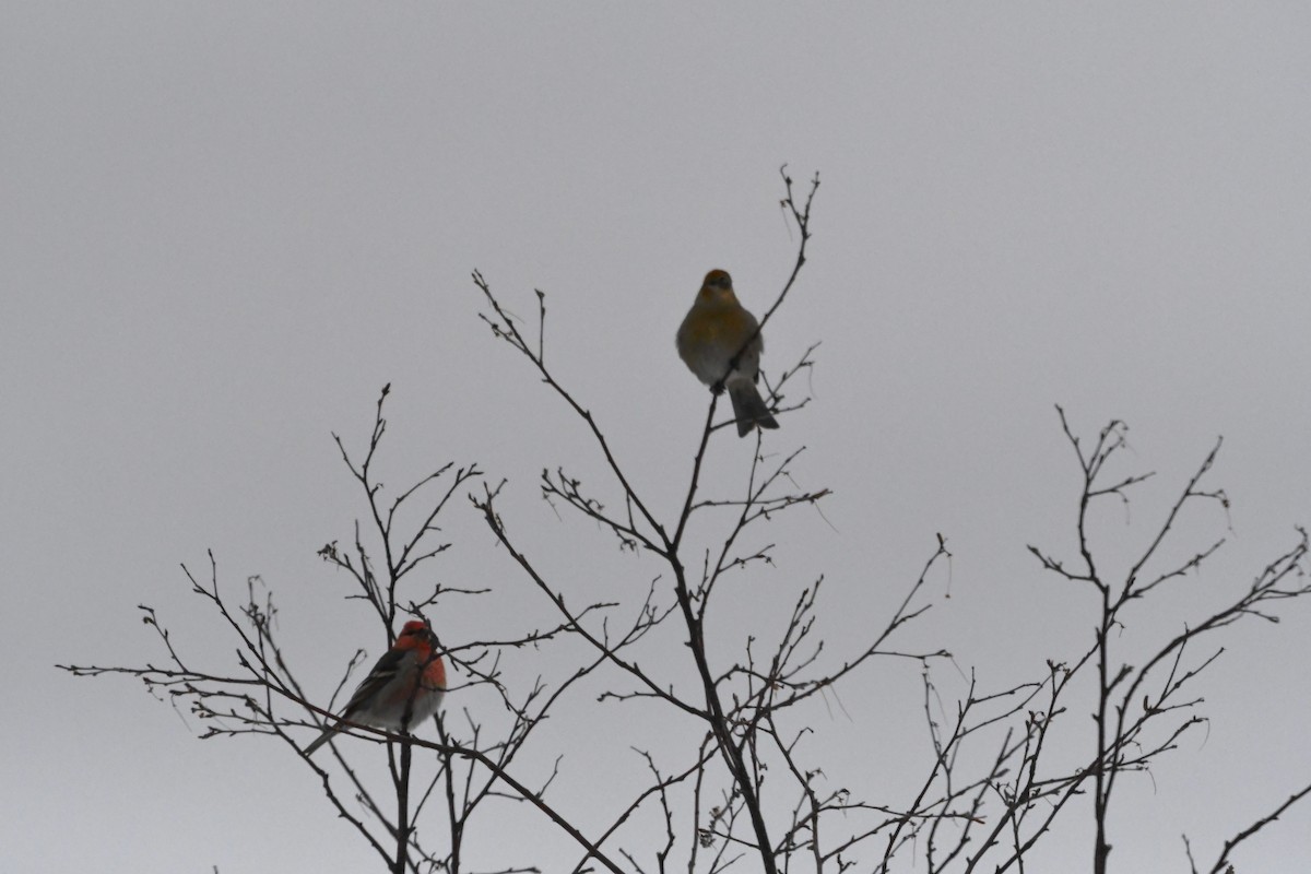 konglebit - ML647023892